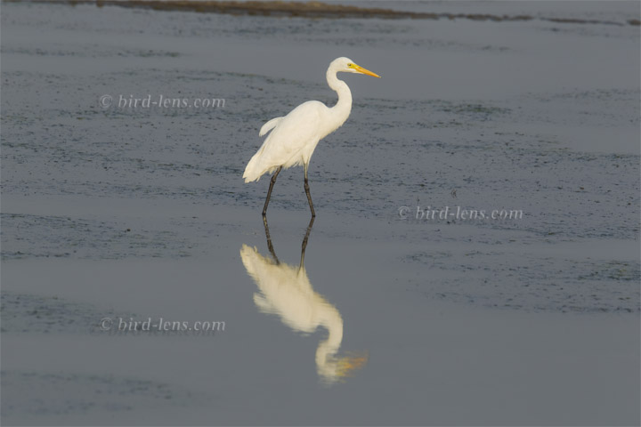 Silberreiher Silberreiher