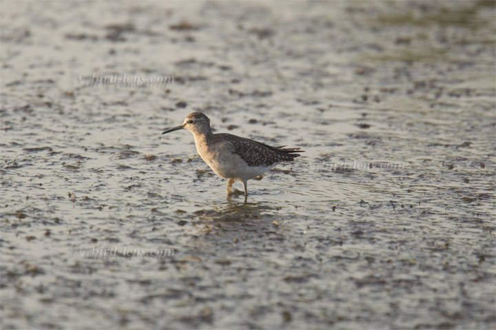 Bruchwasserläufer Bruchwasserläufer
