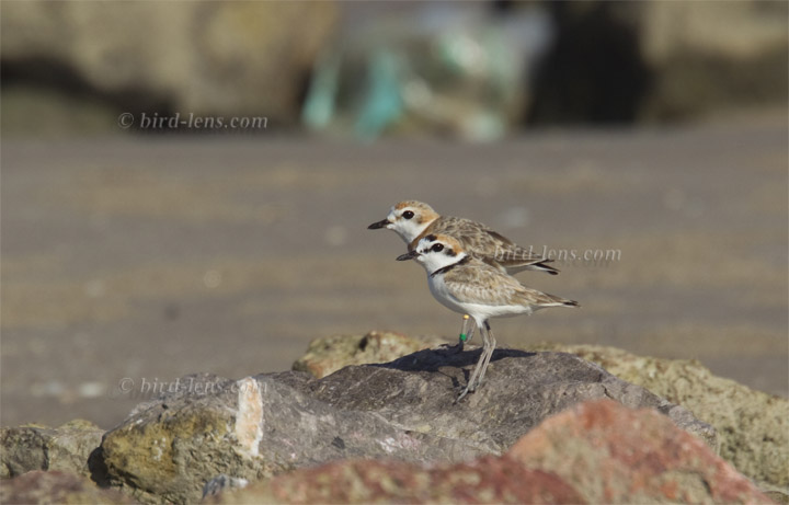 Malaienregenpfeifer Malaienregenpfeifer