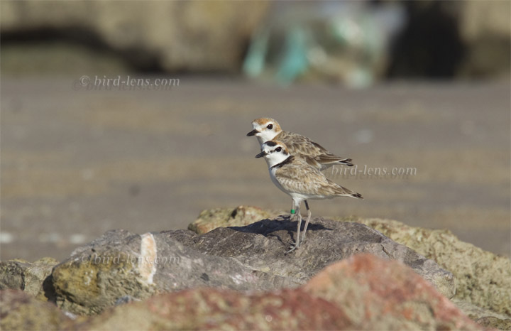 Malaienregenpfeifer Malaienregenpfeifer