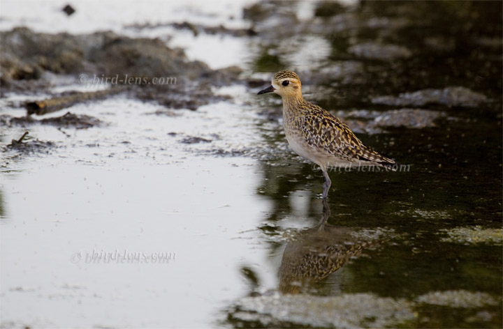 Pazifischer Goldregenpfeifer Pazifischer Goldregenpfeifer