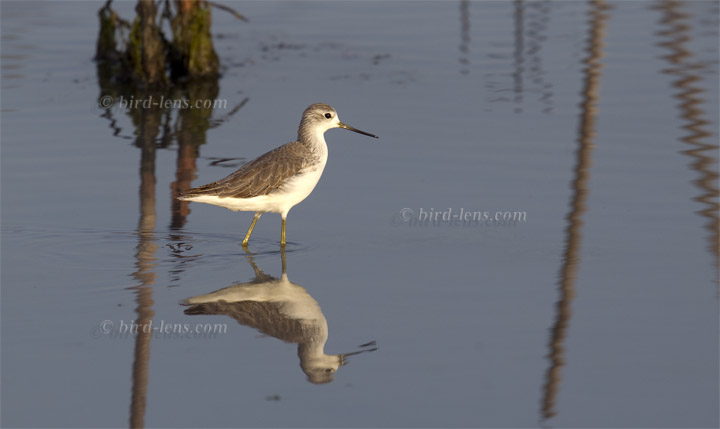 Teichwasserläufer Teichwasserläufer