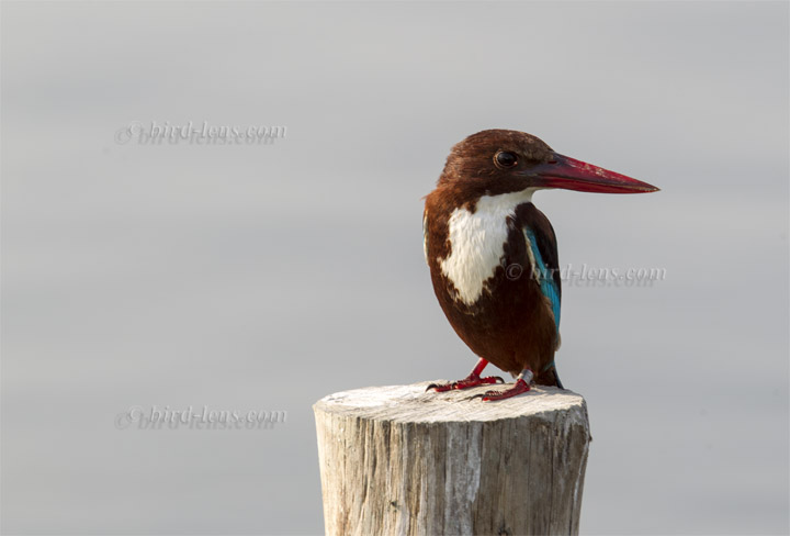 Braunliest Braunliest