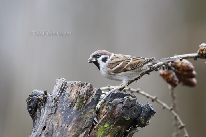 Feldsperling Feldsperling