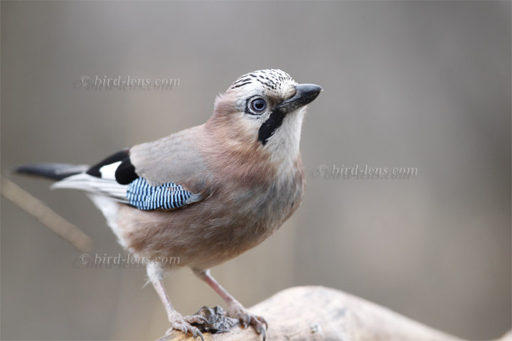 Eichelhäher Eichelhäher