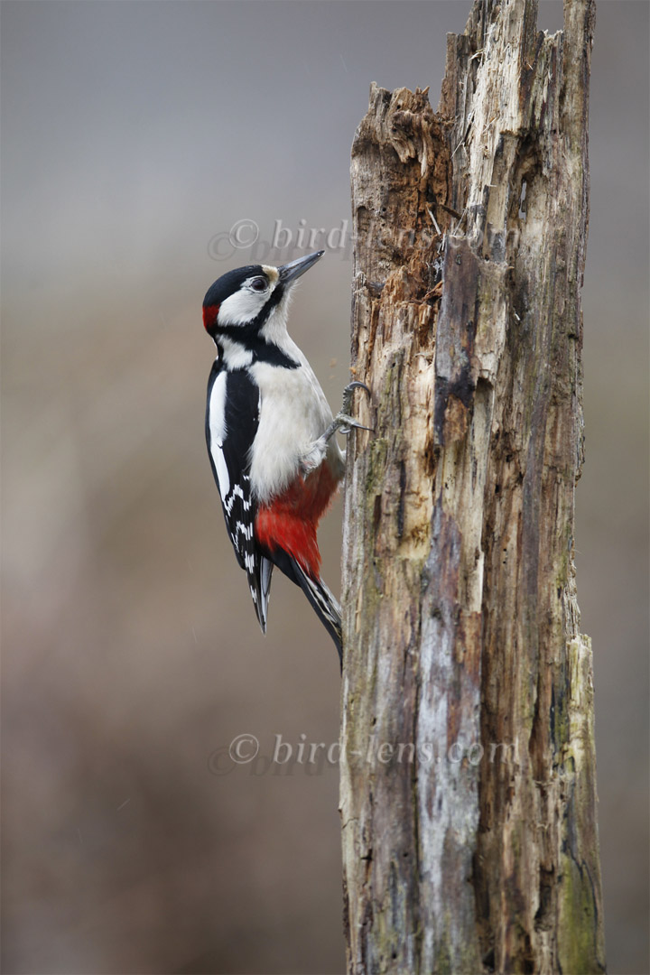 Buntspecht Buntspecht