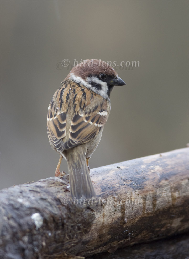 Feldsperling Feldsperling