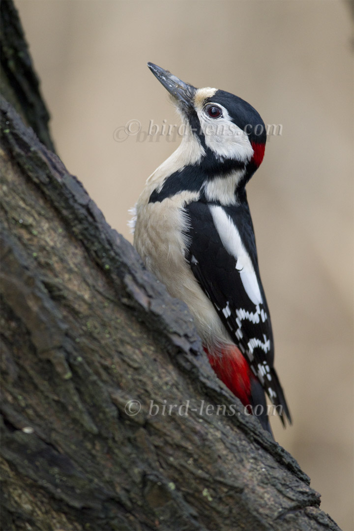 Buntspecht Buntspecht
