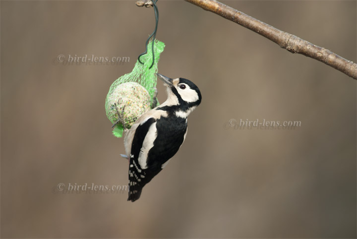 Buntspecht Buntspecht