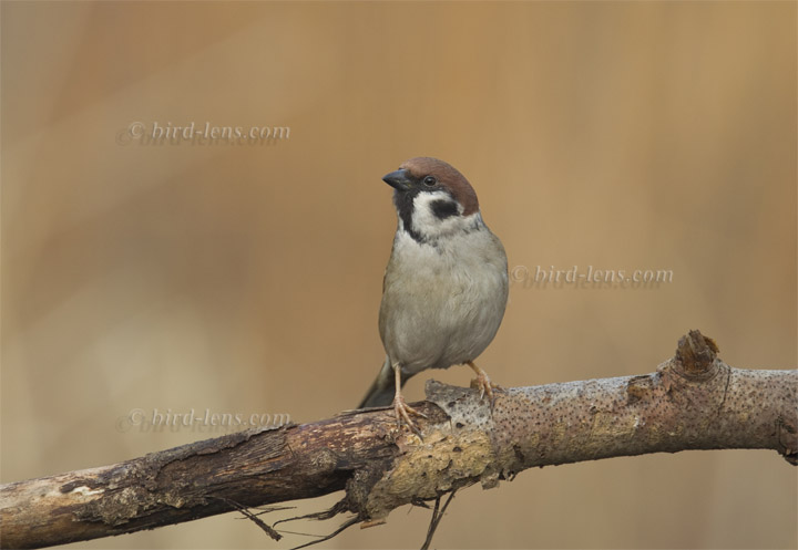 Feldsperling Feldsperling
