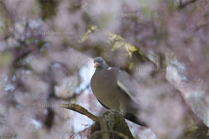 Ringeltaube Ringeltaube