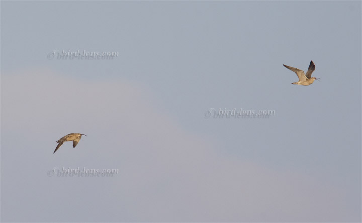 Regenbrachvogel Regenbrachvogel