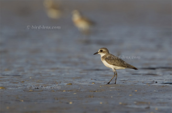 Mongolenregenpfeifer