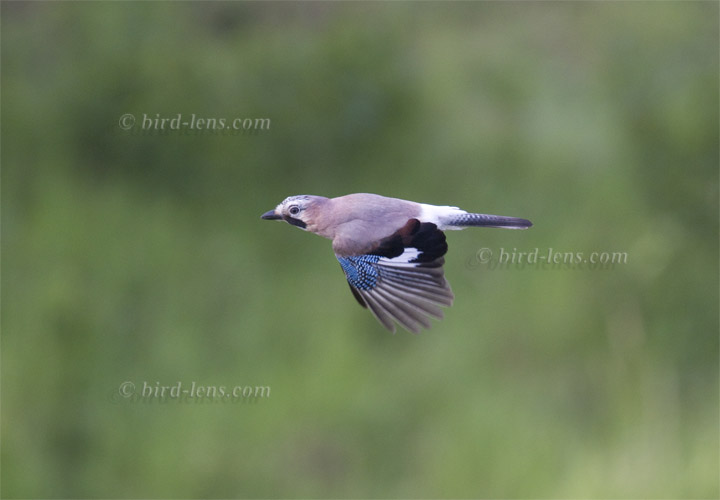 Eichelhäher Eichelhäher