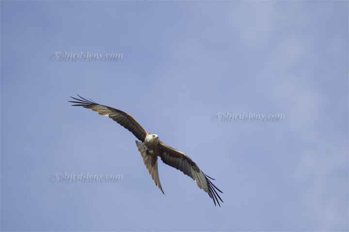 Roter Milan Roter Milan