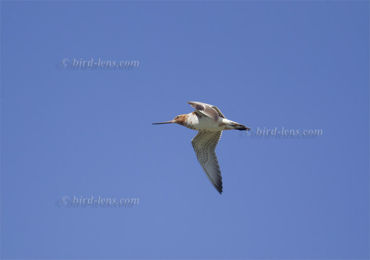 Pfuhlschnepfe Pfuhlschnepfe