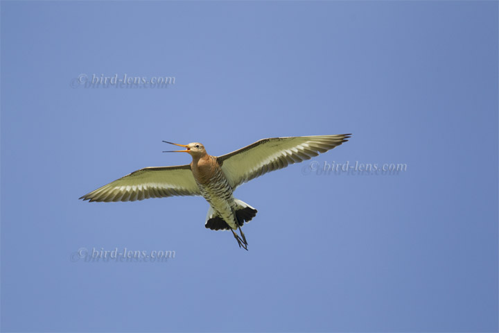 Uferschnepfe Uferschnepfe