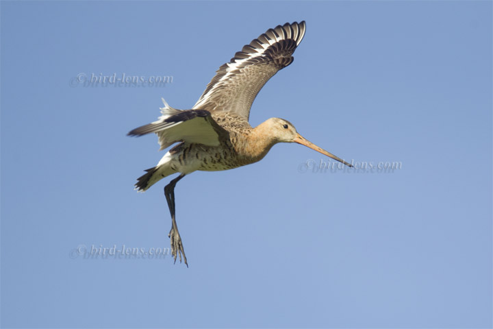 Uferschnepfe Uferschnepfe