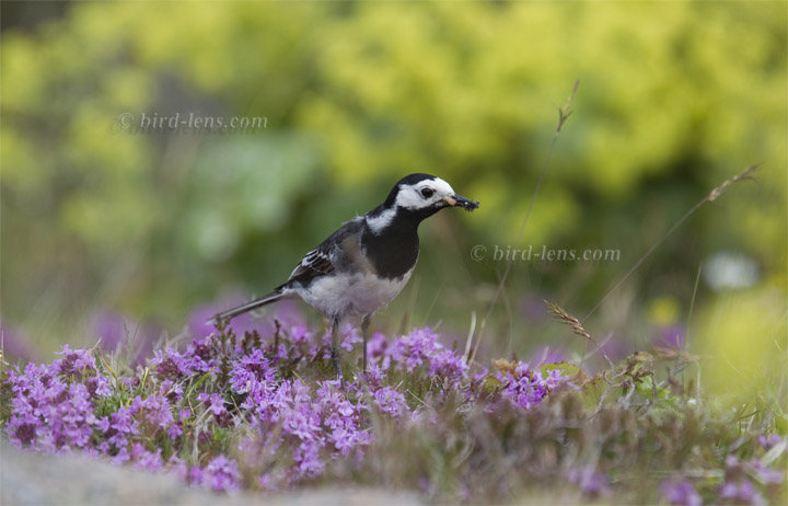 Pied Wagtail Pied Wagtail