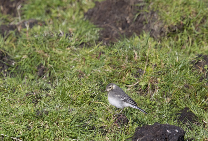 Pied Wagtail Pied Wagtail