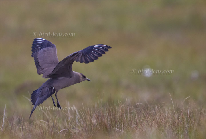 Schmarotzerraubmöwe Schmarotzerraubmöwe
