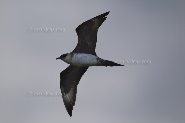 Schmarotzerraubmöwe Schmarotzerraubmöwe