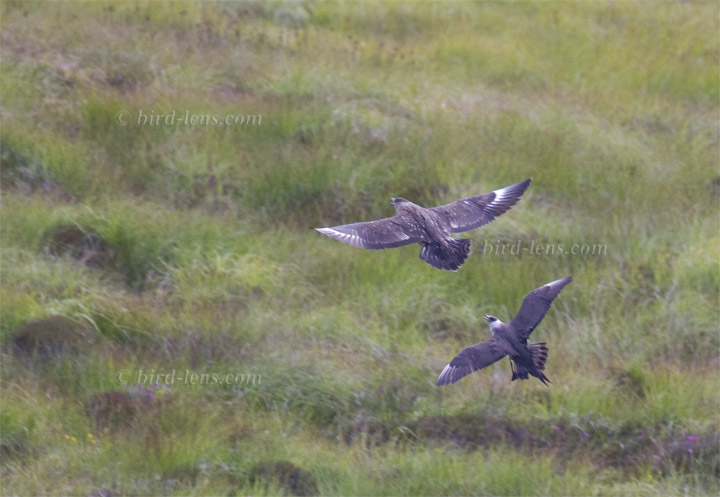 Schmarotzerraubmöwe Schmarotzerraubmöwe