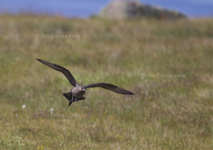 Schmarotzerraubmöwe Schmarotzerraubmöwe