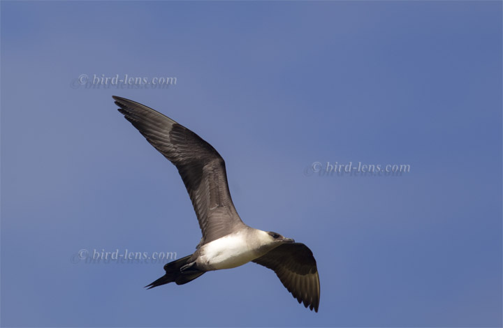 Schmarotzerraubmöwe Schmarotzerraubmöwe