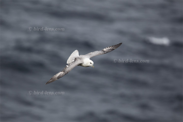 Eissturmvogel Eissturmvogel