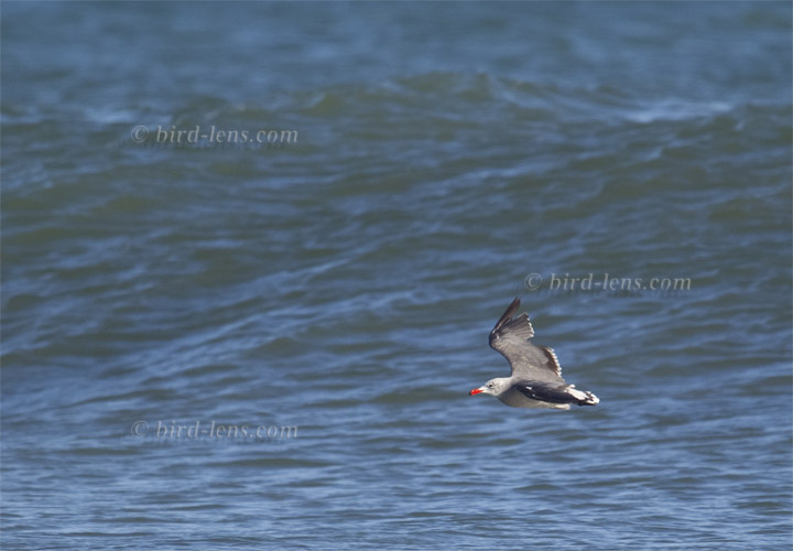 Heermannmöwe Heermannmöwe