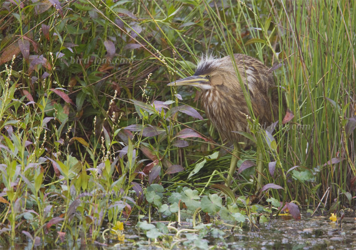 Nordamerikanische Rohrdommel