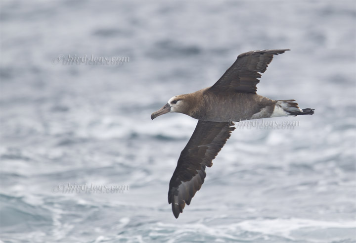 Schwarzfußalbatros Schwarzfußalbatros