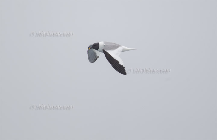 Schwalbenmöwe Schwalbenmöwe