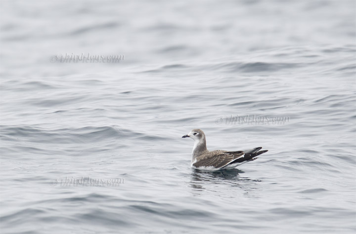 Schwalbenmöwe Schwalbenmöwe