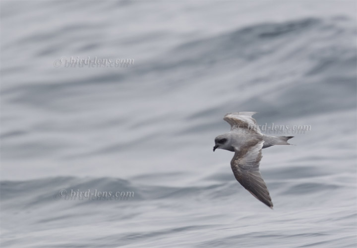 Gabelschwanz-Wellenläufer
