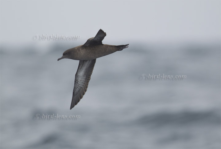 Dunkler Sturmtaucher