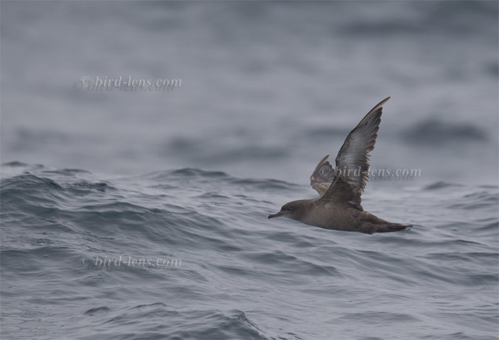 Dunkler Sturmtaucher