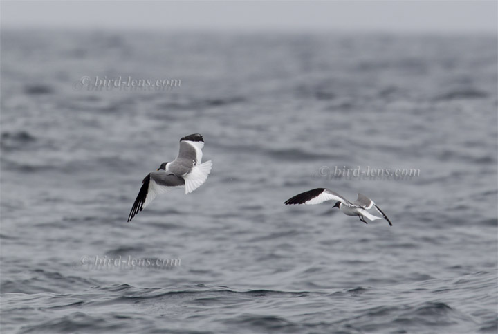 Schwalbenmöwe Schwalbenmöwe