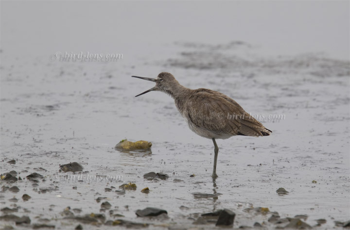 Schlammtreter Schlammtreter