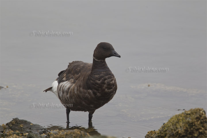 Pazifische Ringelgans