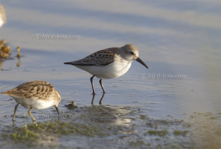 Bergstrandläufer Bergstrandläufer