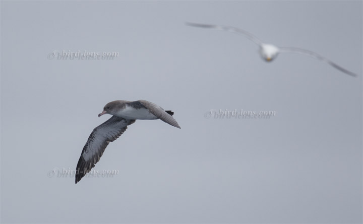 Rosafuß-Sturmtaucher