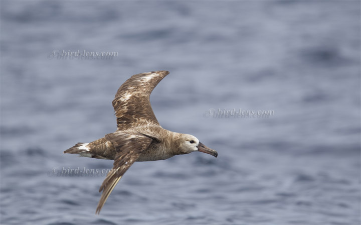 Schwarzfußalbatros Schwarzfußalbatros
