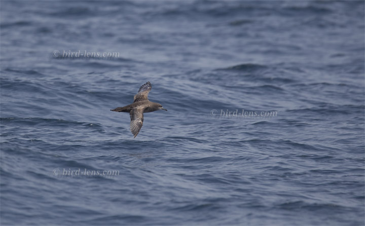 Dunkler Sturmtaucher