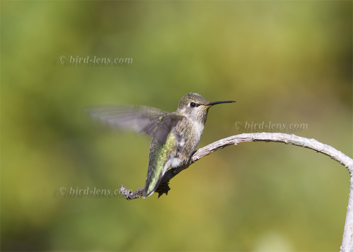 Annakolibri Annakolibri