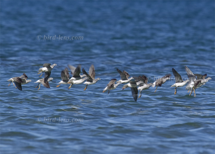 Wilsonwassertreter Wilsonwassertreter