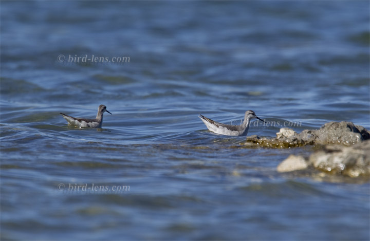 Wilsonwassertreter Wilsonwassertreter