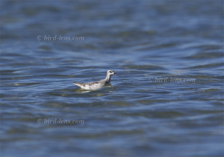 Wilsonwassertreter Wilsonwassertreter