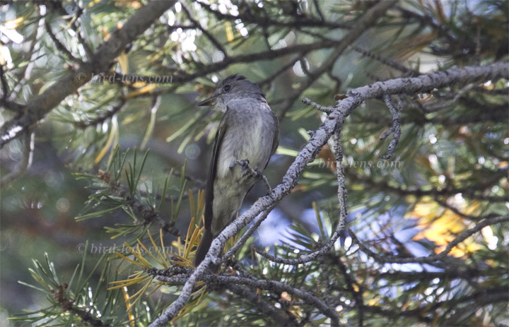 Westlicher Waldtyrann